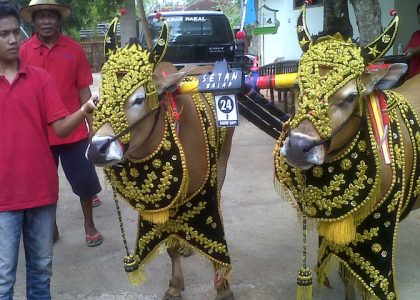 Prestise Sosial Karapan Sapi Madura