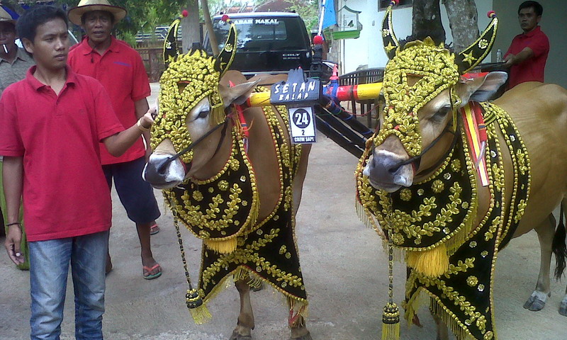 Prestise Sosial Karapan Sapi Madura